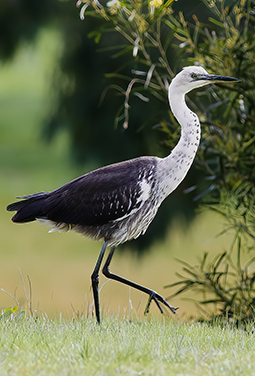 White-necked Heron on the bank of one of the ponds of Redman Bluff Wetlands at Grampians Paradise Camping and Caravan Parkland